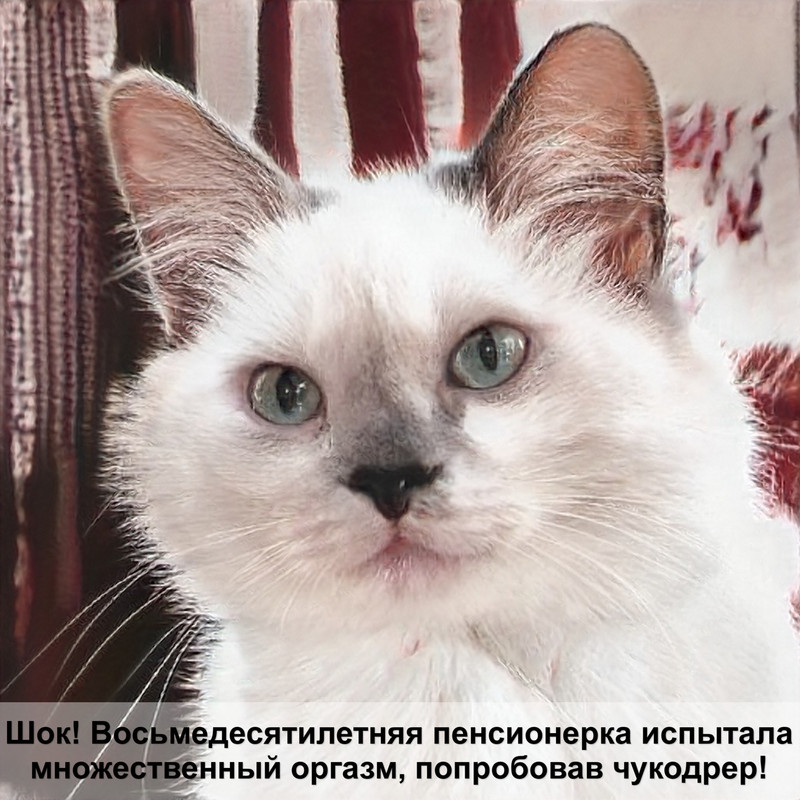 фото вислоухого котенка