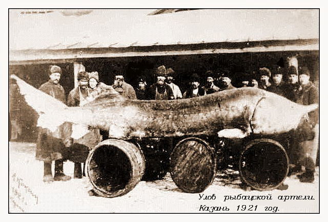большая рыба