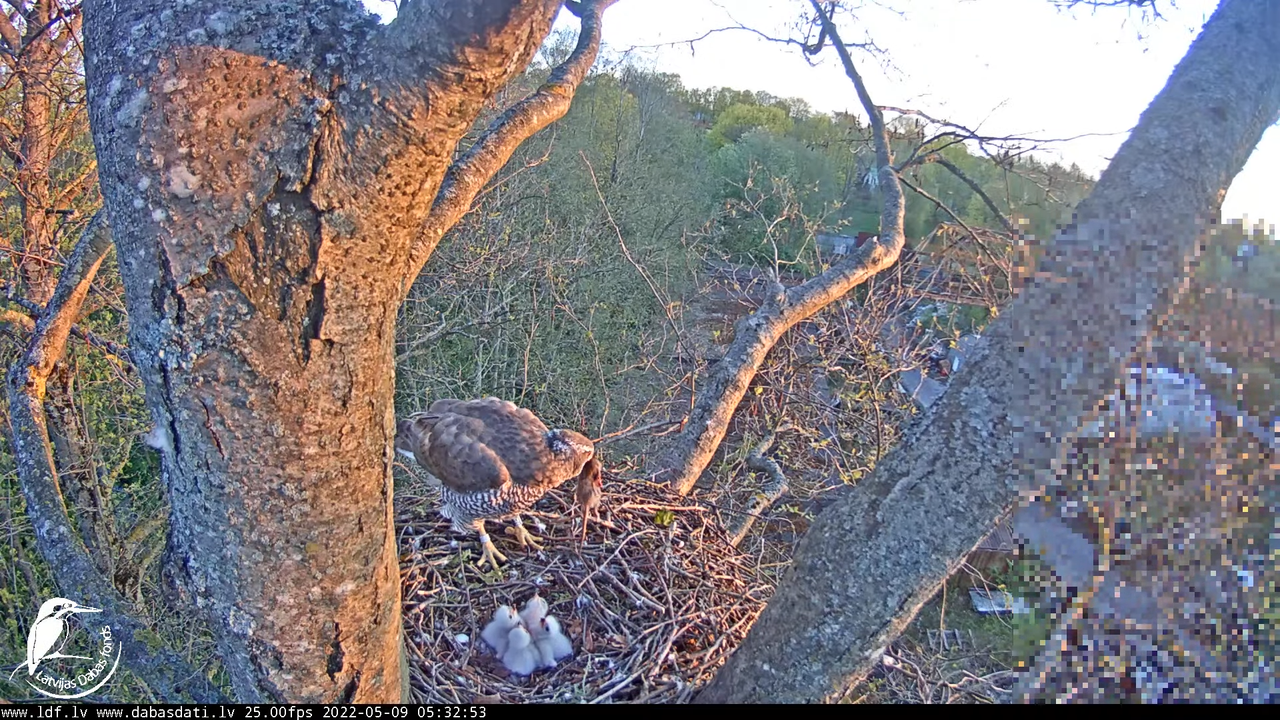 Vistu vanags (Accipiter gentilis) Rīgā - LDF tiešraide __ Goshawks, Riga, Latvia 8-57-53 screenshot