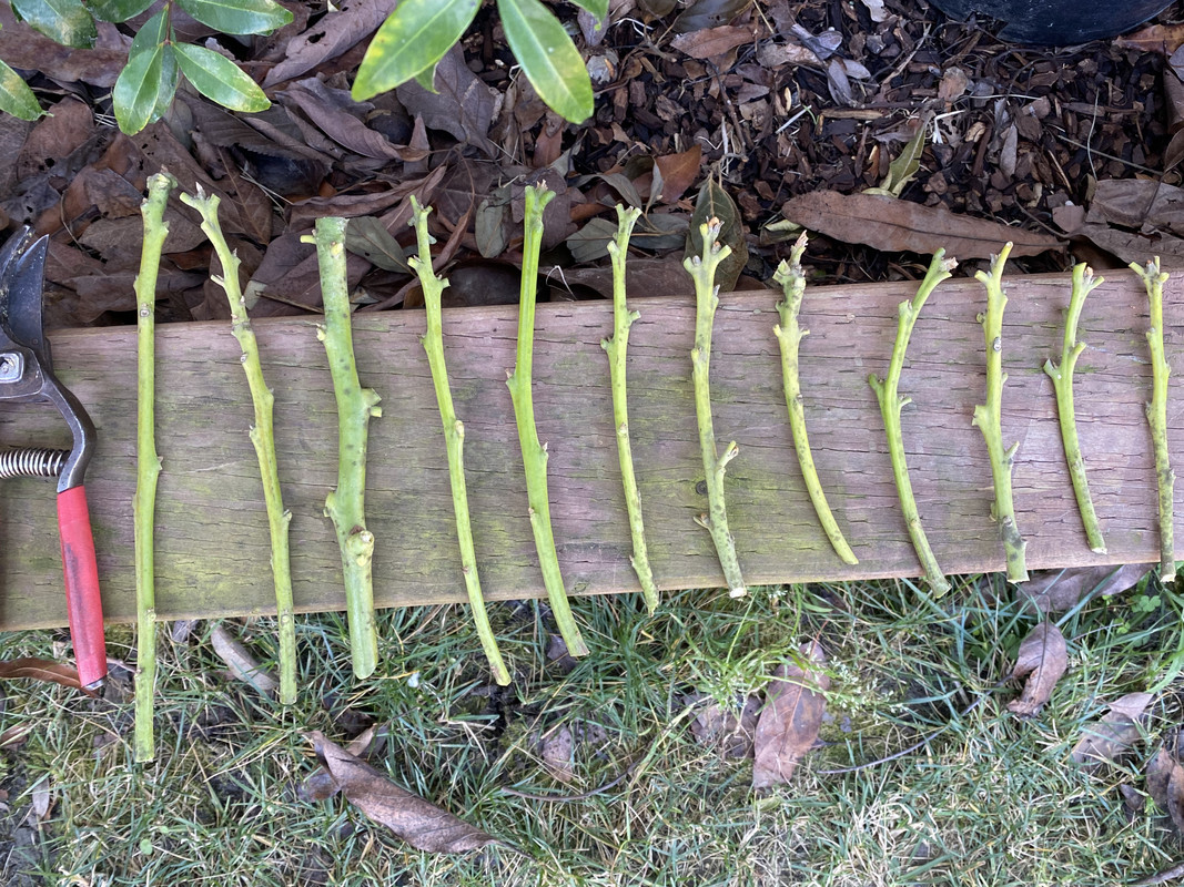 AE4B3079-6BAE-4885-9FDB-AA23BDC3BD5E