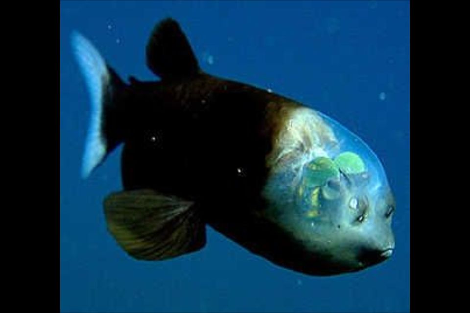 Barrel-Eye-Fish