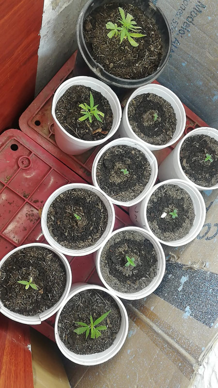 Colocadas en recipientes de 24Oz. Riego solo agua, sustrato cerro bravo combinado con mi compost cas