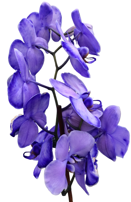 Purple Orchids