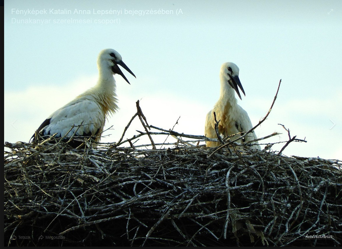 2020-07-03_223911 két fióka