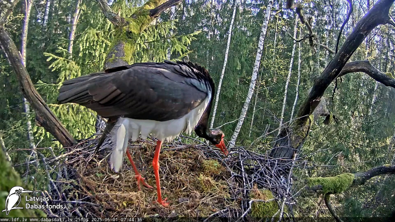 vlcsnap-2025-05-01-07h03m16s527