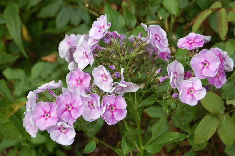 Gräfin von Schwerin