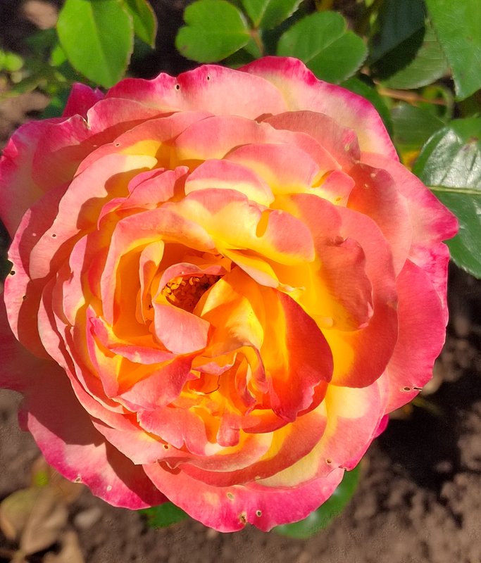 https://i.postimg.cc/nVWm7ghR/052-IMG-20240918-121443-edit-282042877254699.jpg