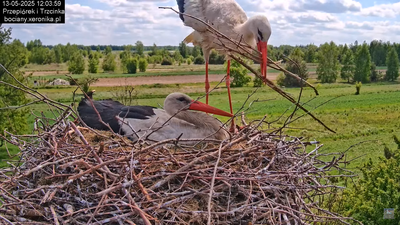 13052025bociany23