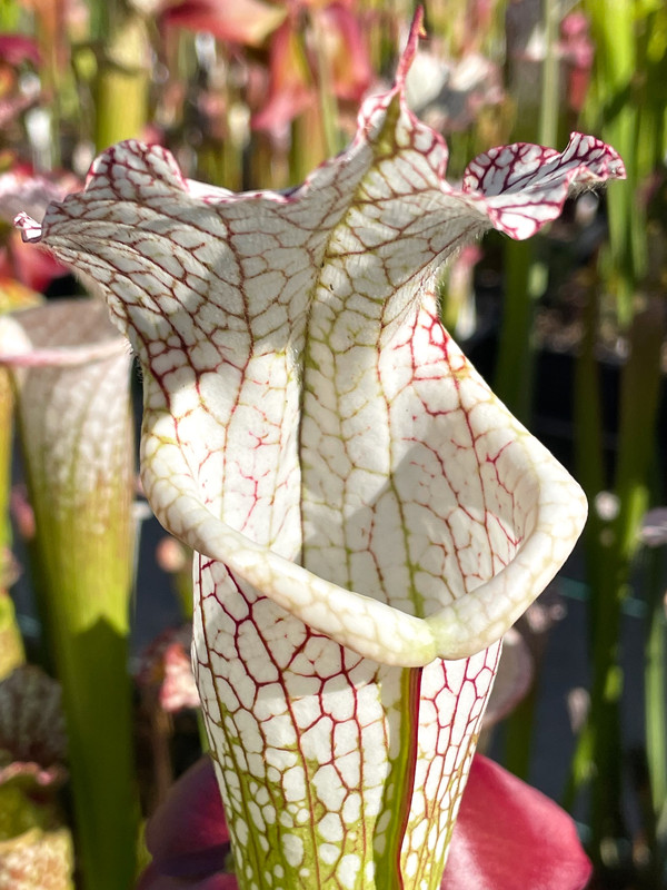 C8DF0D76-7099-4F45-88C8-F76A7986EBED