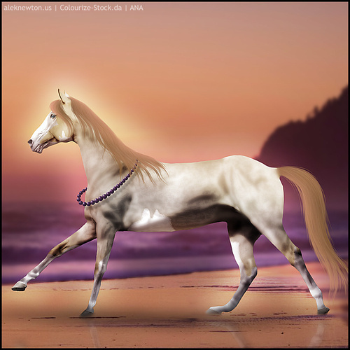 Horse-Avi-GTBs.jpg