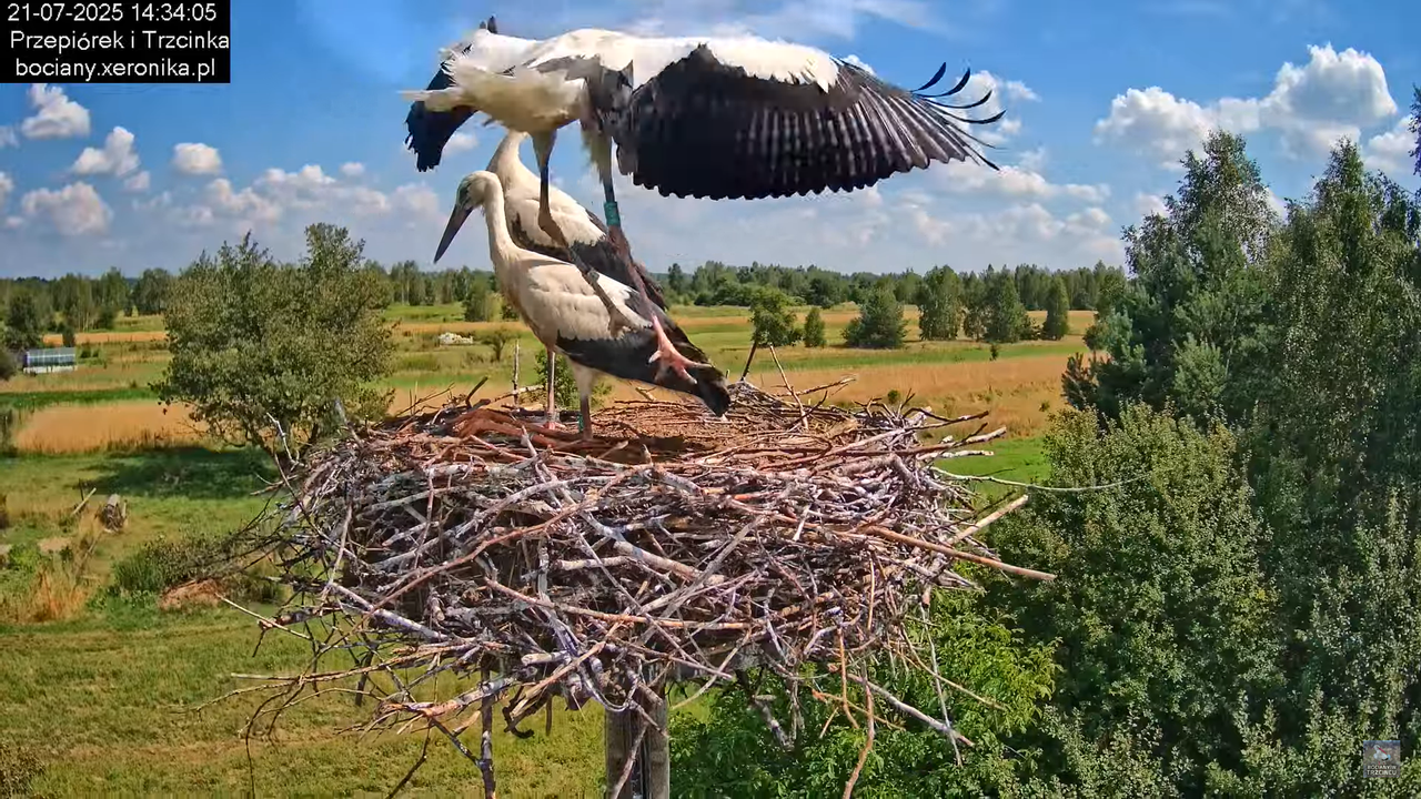 21072025bociany47