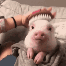 pif-pig.gif