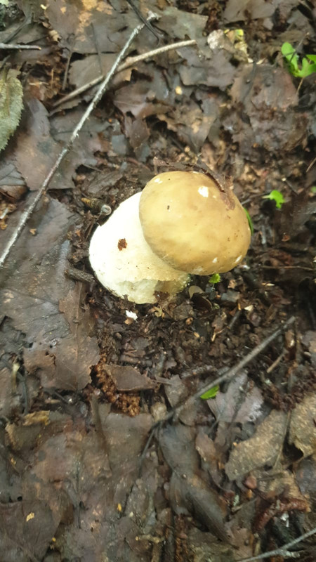 Изображение WhatsApp 2025-06-21 в 11.34.23_a56f3b34