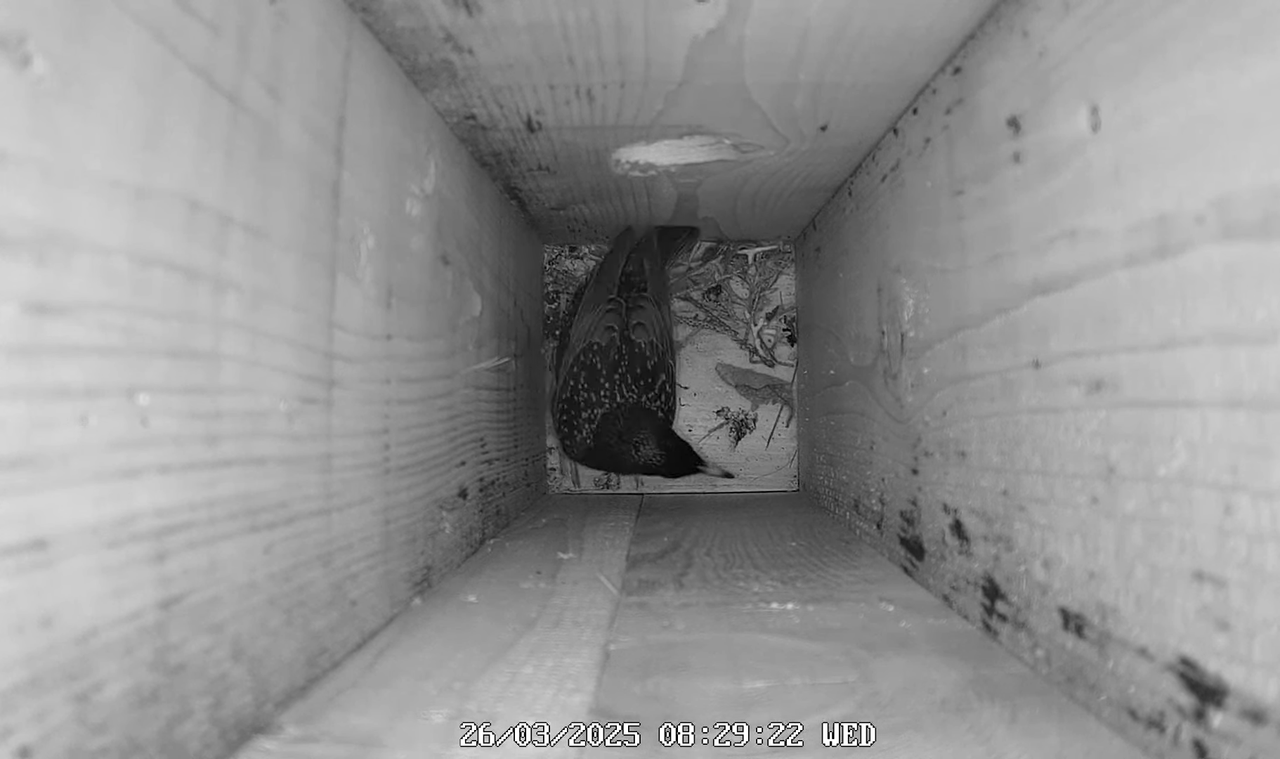 (2) Mājas strazds 2025 Tiešraide - YouTube - 344_13