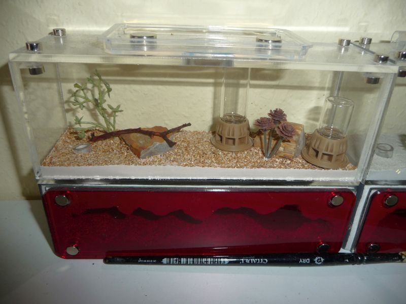 3003-Lasius-expansion.jpg