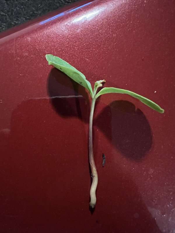 4C9169F3-AA0A-47E3-A0CB-D32C081FAD3B