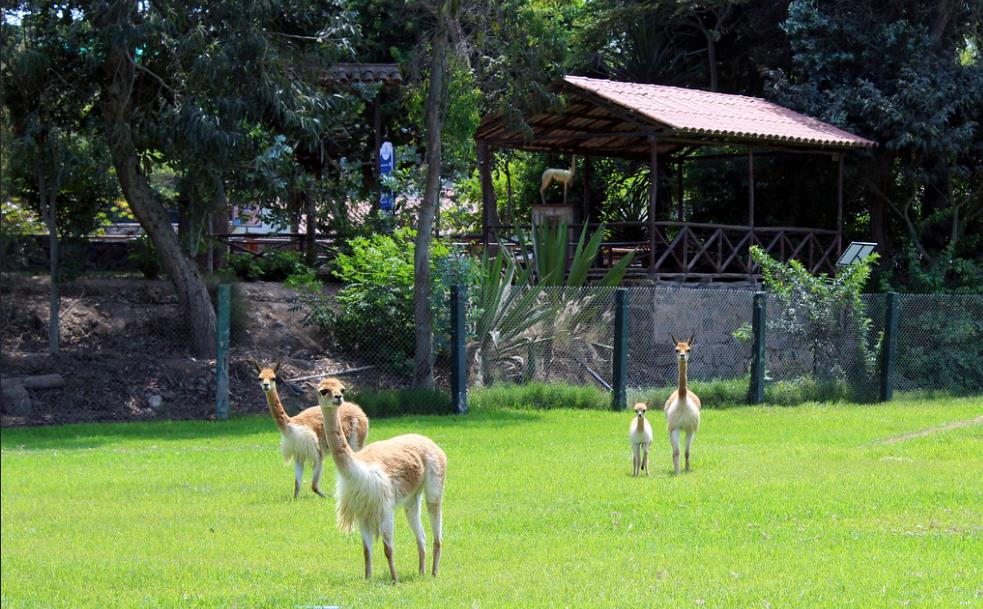 Naturaleza - El clima y turismo en Perú: un viaje inolvidable Parque-leyendas-lima