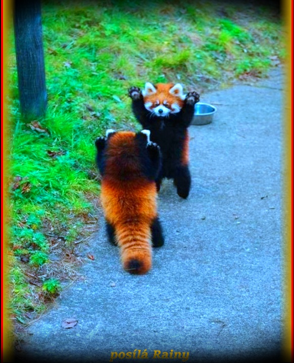 red-panda-1-1.jpg