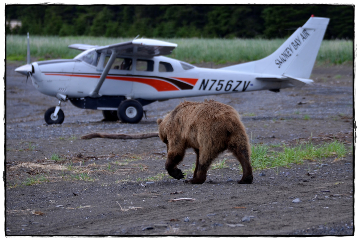 19 de junio. Osos a porrón en Lake Clark National Park - Alaska por tierra, mar y aire (9)