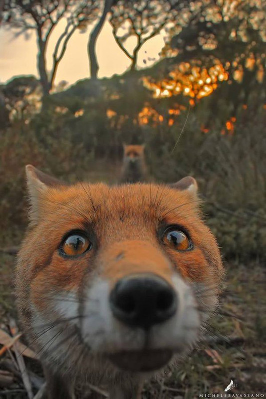 selfie-fox