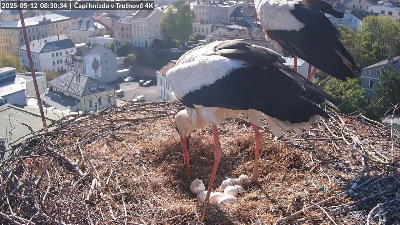 Živě z čapího hnízda na pivovarském komíně v Trutnově 6-37-15 screenshot