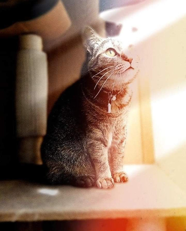 goldenlightcat
