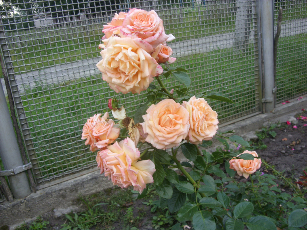 SDC10539