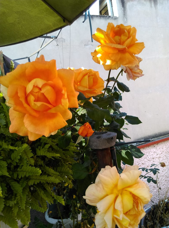 IMG-20191121-WA0007