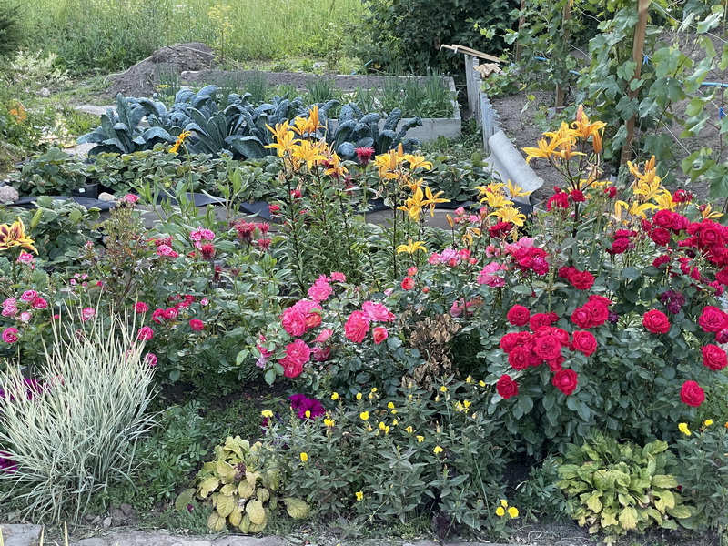 https://i.postimg.cc/nVkPzD53/IMG-6556.jpg