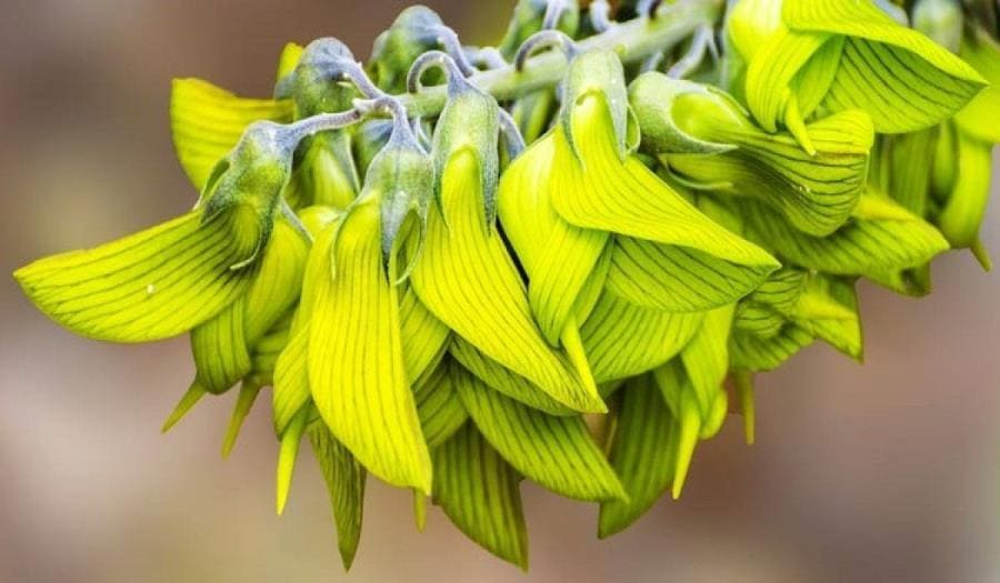 Интересные факты про Зелёный цветок колибри - удивительная Crotalaria cunninghamii Интересные факты про Зелёный цветок колибри - удивительная Crotalaria cunninghamii