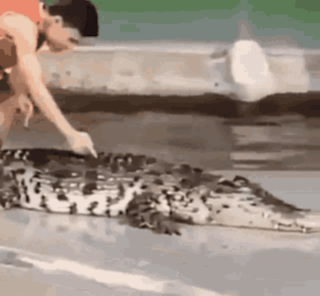 IMG-3551.gif