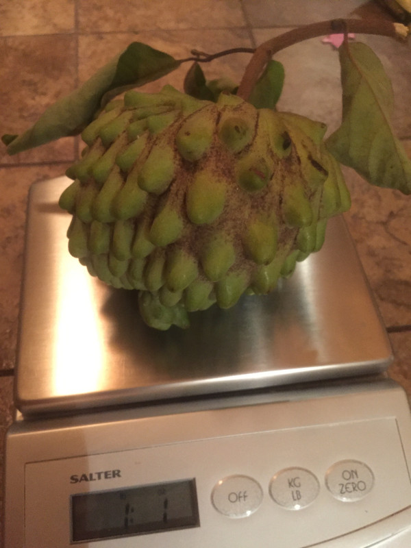 DE085ED2-0484-4028-9132-35C83DA42D3C