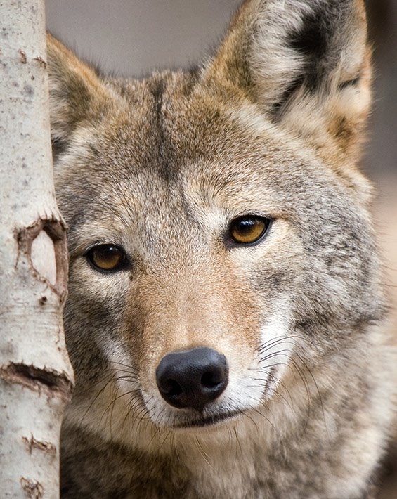Beau-loup.jpg