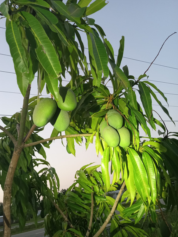 IMG_20240511_201040661