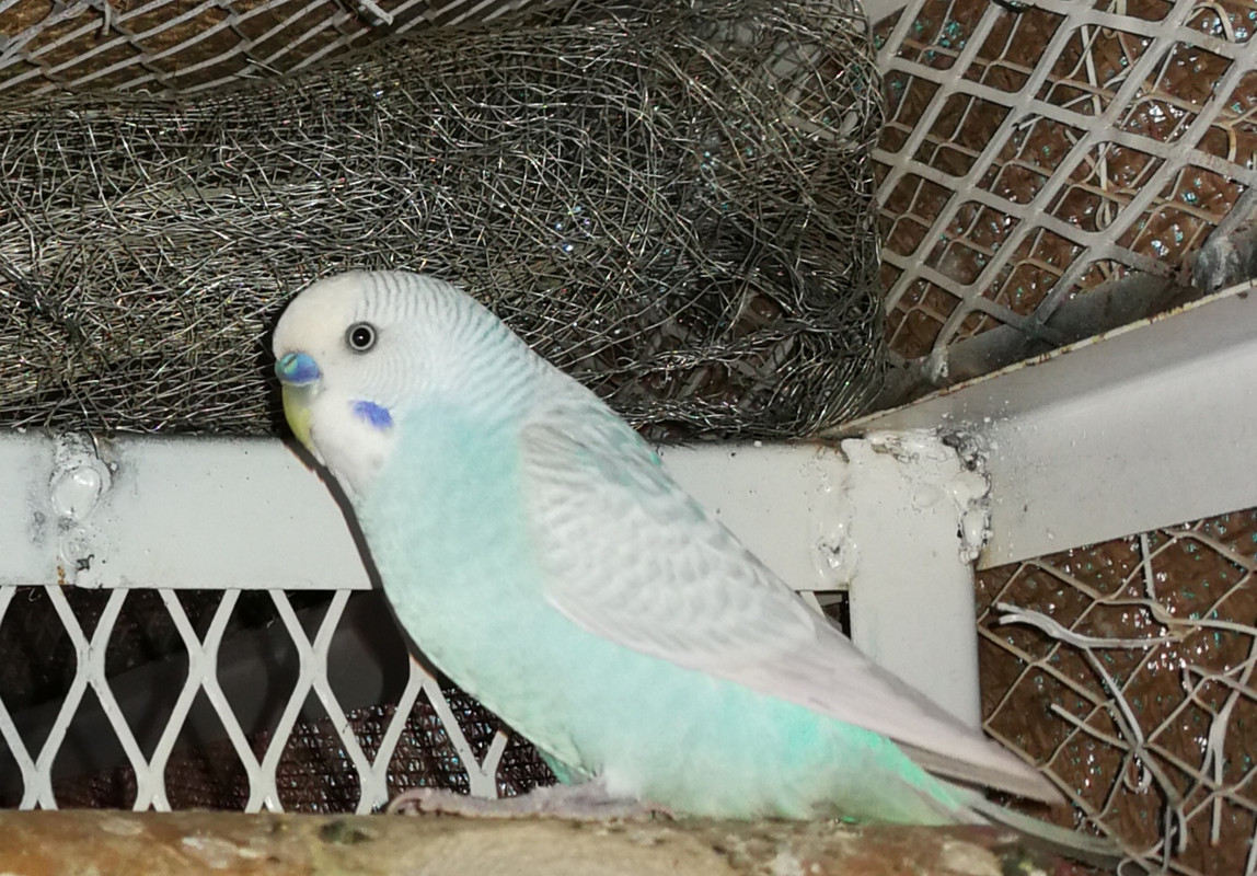 صورة