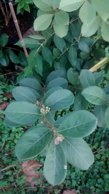 IMG_20151129_170026541