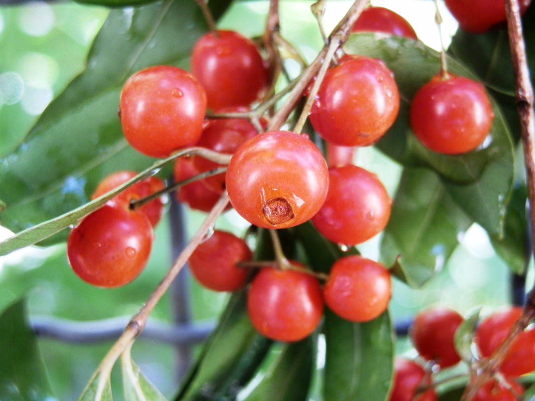 Blepharocalix salicifolius (5)
