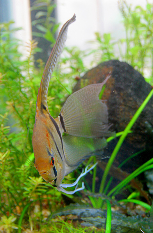 gatoferal-pterophyllum7.jpg