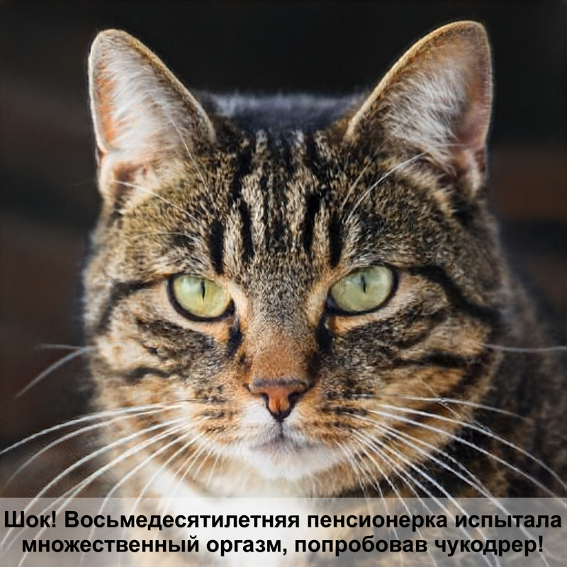 абиссинская кошка виды окрасов