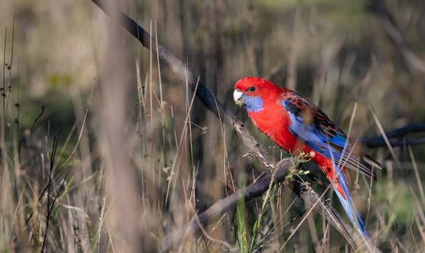 Crimson Rosella