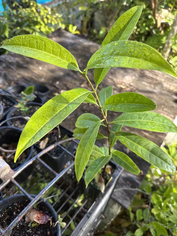 ELabisia325a