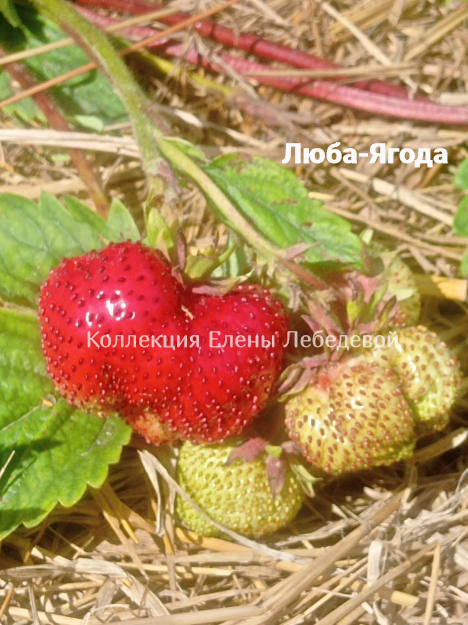 Люба-Ягода