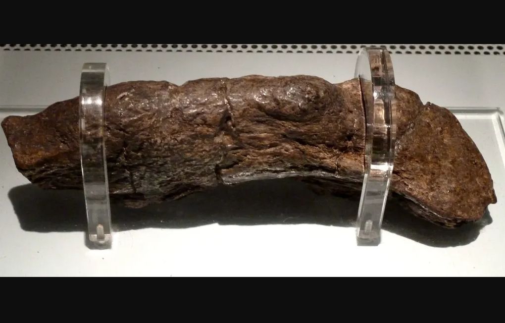 Lloyds Bank Coprolite