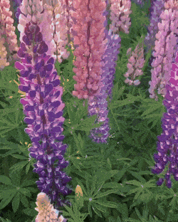 GIFs-23
