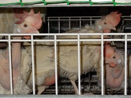 Проведение принудительной линьки у кур-несушек на птицефабрике