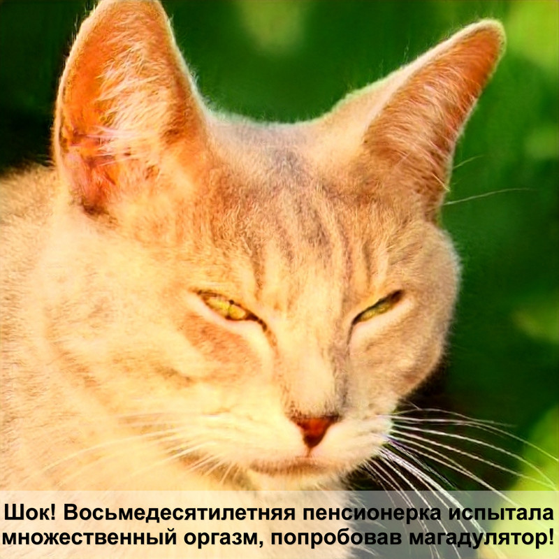 как подружить двух кошек