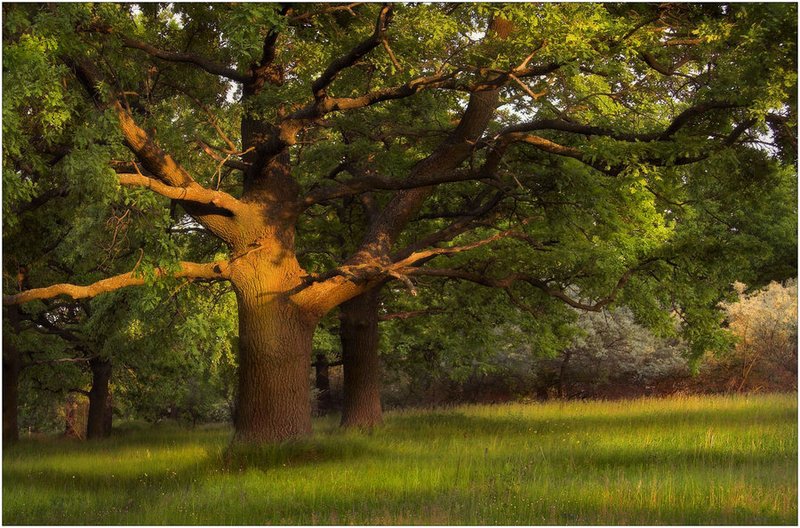 green-trees.jpg