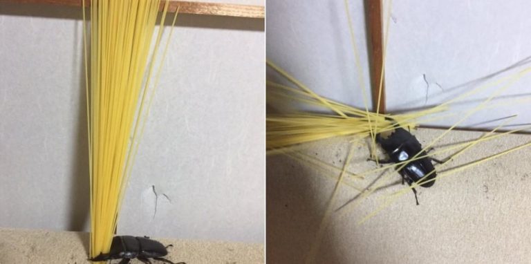 15 смешных зверей, которые знают толк в веселье, и научат этому искусству вас