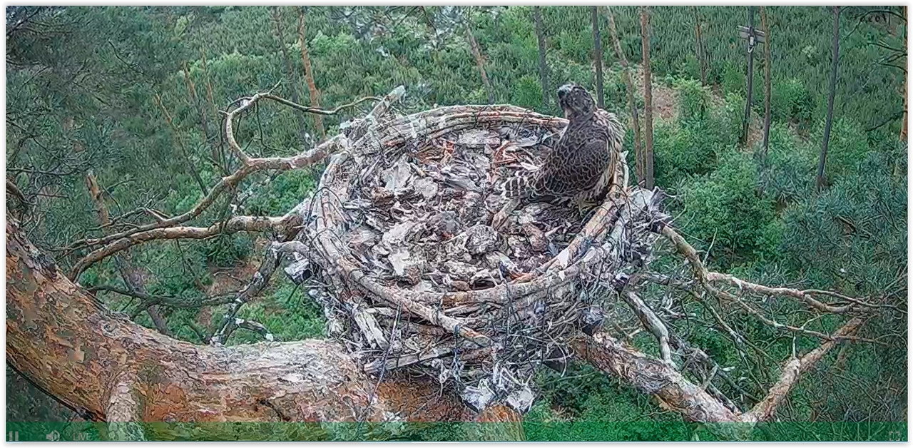 Screen Shot 05-28-22 at 09.54 AM