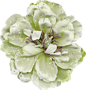 Blossom-Elements-19